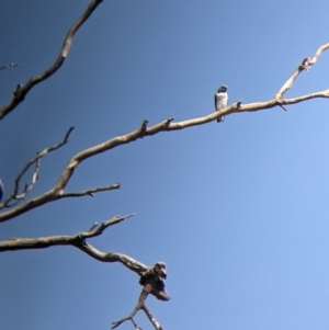 Artamus leucorynchus at Corowa, NSW - 27 Mar 2022