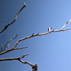 Artamus leucorynchus at Corowa, NSW - 27 Mar 2022