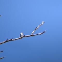 Artamus leucorynchus at Corowa, NSW - 27 Mar 2022