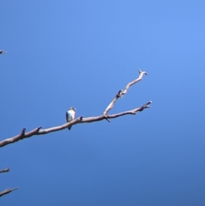 Artamus leucorynchus at Corowa, NSW - 27 Mar 2022