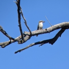 Dacelo novaeguineae (Laughing Kookaburra) at Corowa, NSW - 27 Mar 2022 by Darcy