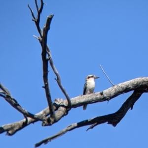 Dacelo novaeguineae at Corowa, NSW - 27 Mar 2022