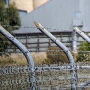 Cisticola exilis at Corowa, NSW - 27 Mar 2022 12:57 PM