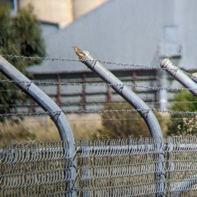 Cisticola exilis (Golden-headed Cisticola) at Corowa, NSW - 27 Mar 2022 by Darcy