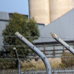 Cisticola exilis at Corowa, NSW - 27 Mar 2022