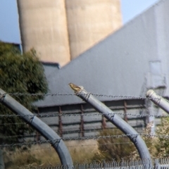 Cisticola exilis at Corowa, NSW - 27 Mar 2022 12:57 PM