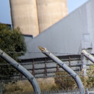 Cisticola exilis at Corowa, NSW - 27 Mar 2022