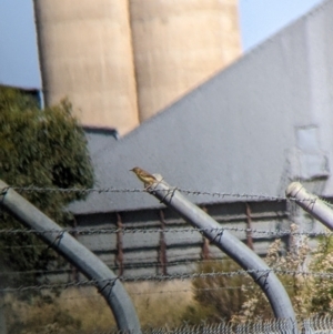 Cisticola exilis at Corowa, NSW - 27 Mar 2022 12:57 PM