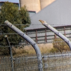 Cisticola exilis at Corowa, NSW - 27 Mar 2022