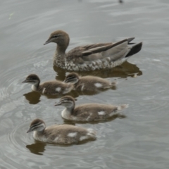 Chenonetta jubata (Australian Wood Duck) at Yerrabi Pond - 27 Mar 2022 by TrishGungahlin