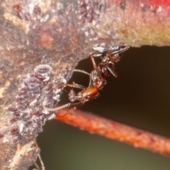 Papyrius sp (undescribed) (Hairy Coconut Ant) at Callum Brae - 24 Mar 2022 by rawshorty