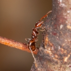 Papyrius sp (undescribed) at Jerrabomberra, ACT - 25 Mar 2022