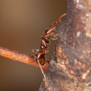 Papyrius sp (undescribed) at Jerrabomberra, ACT - 25 Mar 2022