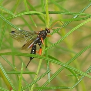 Echthromorpha intricatoria at Kambah, ACT - 27 Mar 2022