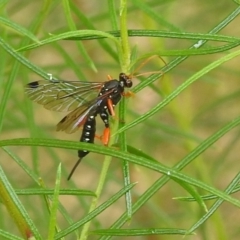 Echthromorpha intricatoria (Cream-spotted Ichneumon) at Western Edge Area - 26 Mar 2022 by HelenCross