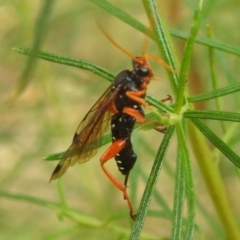 Echthromorpha intricatoria at Kambah, ACT - 27 Mar 2022