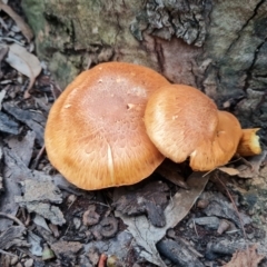 Gymnopilus junonius (Spectacular Rustgill) at Lake Ginninderra - 27 Mar 2022 by Ormaylo