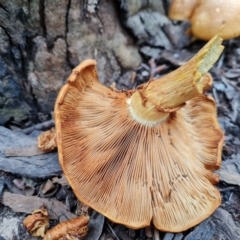 Gymnopilus junonius at Belconnen, ACT - 27 Mar 2022