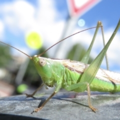 Conocephalus semivittatus (Meadow katydid) at Griffith, ACT - 23 Mar 2022 by RobParnell