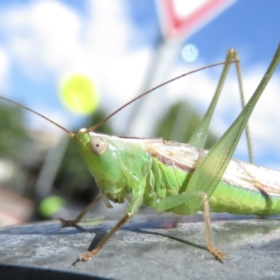 Conocephalus semivittatus (Meadow katydid) at Griffith, ACT - 23 Mar 2022 by RobParnell