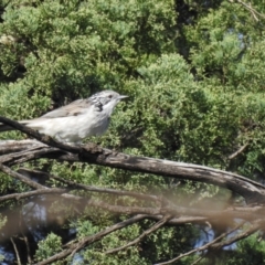 Plectorhyncha lanceolata (Striped Honeyeater) at Alleena, NSW - 15 May 2021 by Liam.m