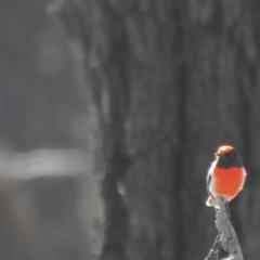 Petroica goodenovii (Red-capped Robin) at Buddigower Nature Reserve - 15 May 2021 by Liam.m