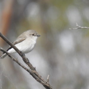 Microeca fascinans at Alleena, NSW - suppressed