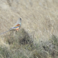 Northiella haematogaster (Greater Bluebonnet) at West Wyalong, NSW - 15 May 2021 by Liam.m