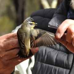 Pardalotus striatus (Striated Pardalote) at West Wyalong, NSW - 16 May 2021 by Liam.m