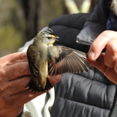 Pardalotus striatus (Striated Pardalote) at The Charcoal Tank Nature Reserve - 16 May 2021 by Liam.m