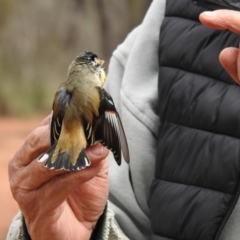 Pardalotus striatus at West Wyalong, NSW - 16 May 2021