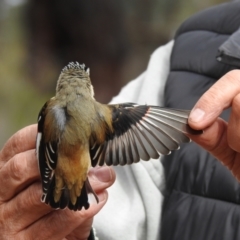 Pardalotus striatus at West Wyalong, NSW - 16 May 2021