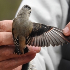 Pardalotus striatus at West Wyalong, NSW - 16 May 2021