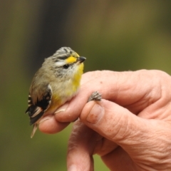 Pardalotus striatus at West Wyalong, NSW - 16 May 2021