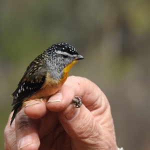 Pardalotus punctatus at West Wyalong, NSW - suppressed