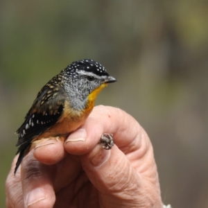 Pardalotus punctatus at West Wyalong, NSW - 16 May 2021