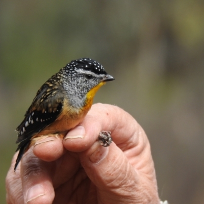 Pardalotus punctatus (Spotted Pardalote) at The Charcoal Tank Nature Reserve - 16 May 2021 by Liam.m