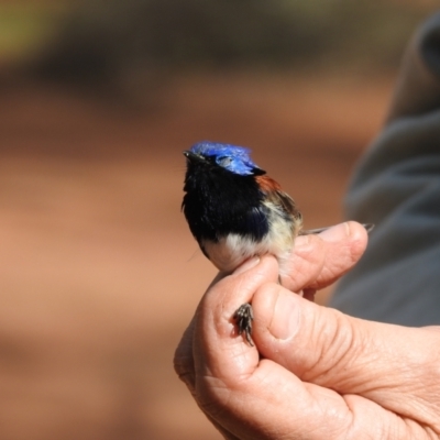 Malurus assimilis (Purple-backed Fairywren) at The Charcoal Tank Nature Reserve - 16 May 2021 by Liam.m