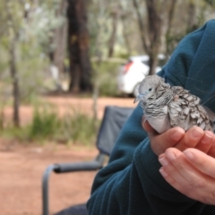 Geopelia placida (Peaceful Dove) at The Charcoal Tank Nature Reserve - 16 May 2021 by Liam.m