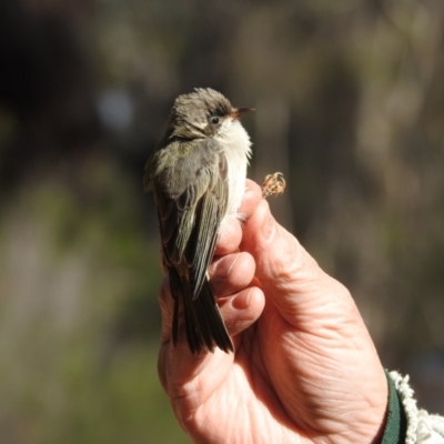 Melithreptus brevirostris (Brown-headed Honeyeater) at The Charcoal Tank Nature Reserve - 16 May 2021 by Liam.m