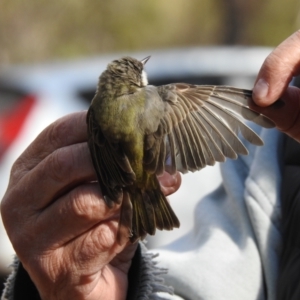 Melithreptus brevirostris at West Wyalong, NSW - suppressed