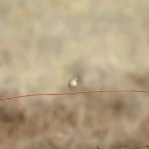 Malurus leucopterus at Wanganella, NSW - 2 Apr 2021