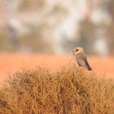 Artamus cinereus (Black-faced Woodswallow) at Wanganella, NSW - 2 Apr 2021 by Liam.m