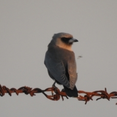 Artamus cinereus at Wanganella, NSW - suppressed