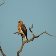 Haliastur sphenurus (Whistling Kite) at Wanganella, NSW - 3 Apr 2021 by Liam.m