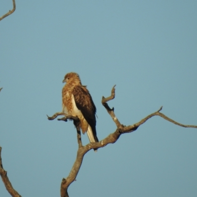 Haliastur sphenurus (Whistling Kite) at Wanganella, NSW - 2 Apr 2021 by Liam.m
