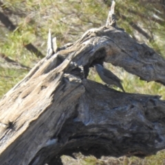 Climacteris picumnus victoriae (Brown Treecreeper) at Booroorban, NSW - 3 Apr 2021 by Liam.m