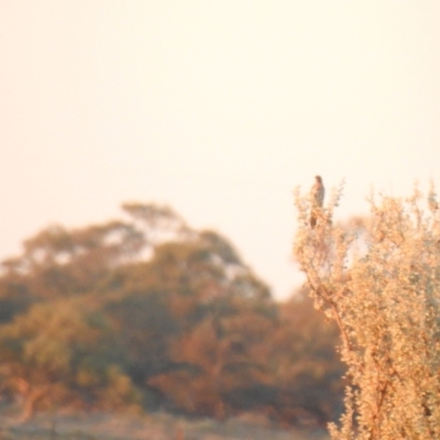 Cacomantis pallidus (Pallid Cuckoo) at Wanganella, NSW - 4 Apr 2021 by Liam.m