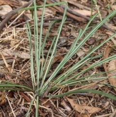 Tragopogon sp. (A Goatsbeard) at Watson, ACT - 26 Mar 2022 by AniseStar