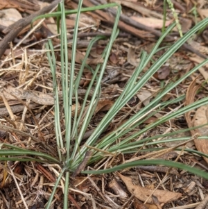 Tragopogon sp. at Watson, ACT - 27 Mar 2022